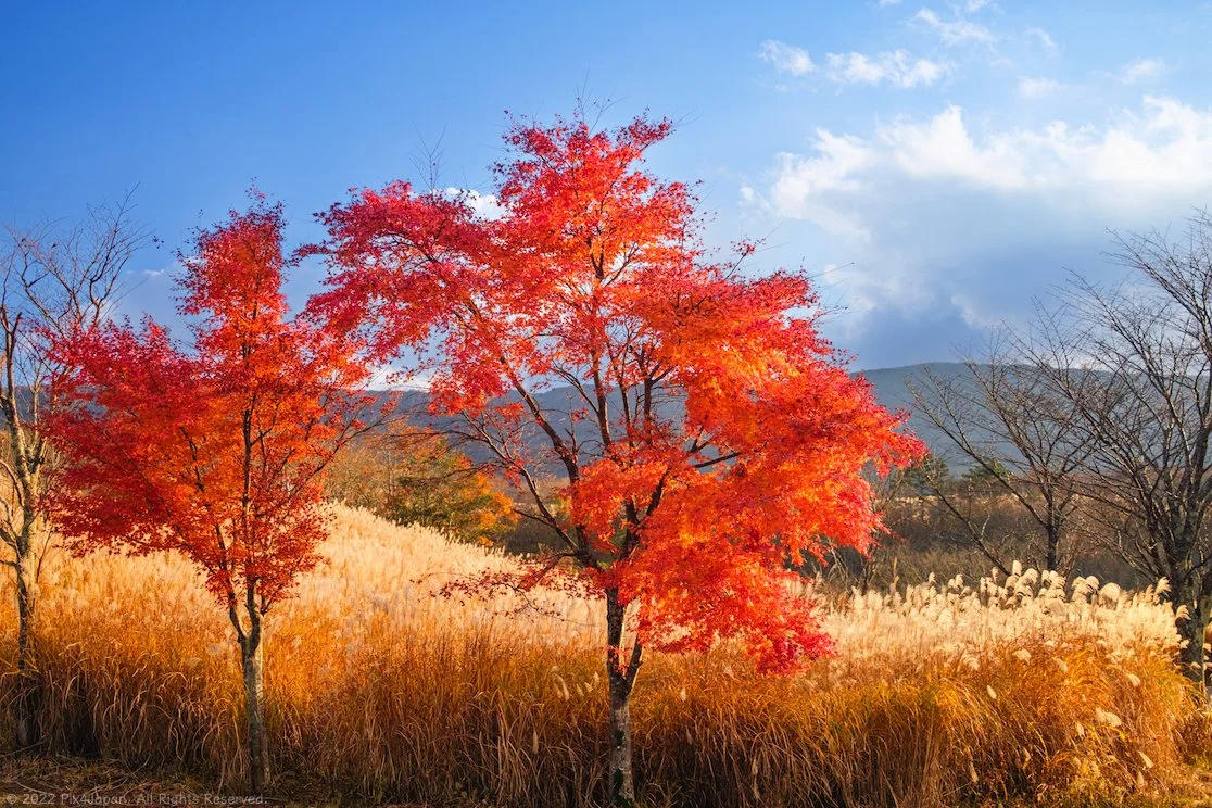 Landscape Photography | Discover Stunning Landscapes Today — Pix4Japan